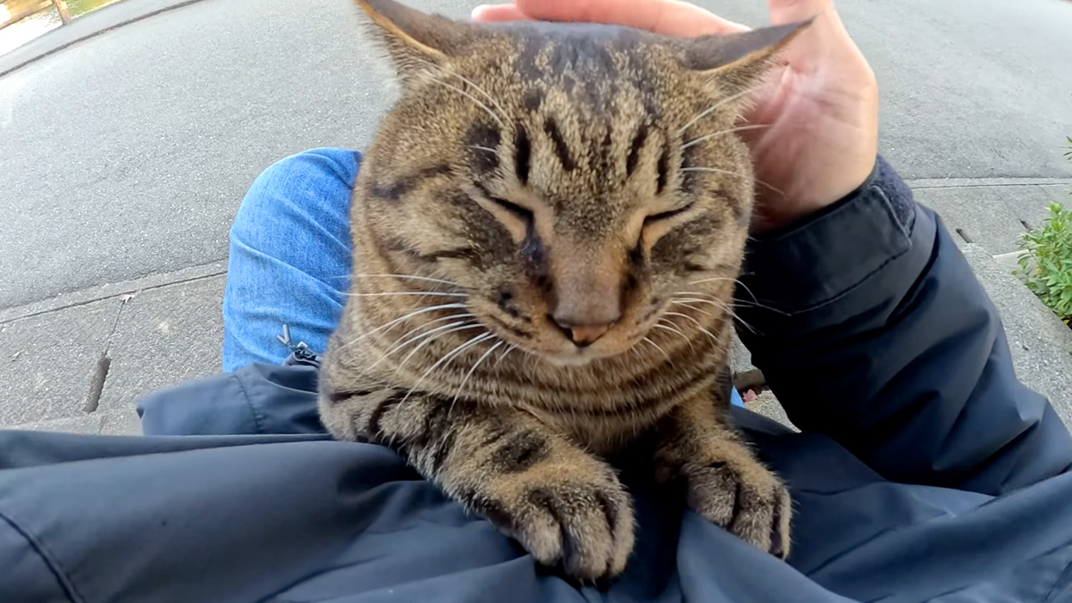 丸顔のキジトラ猫さんを膝に乗せると、思いっきり甘えてきてくれて
