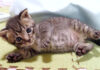転がる子猫