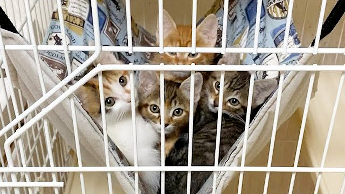 見つめてくる子猫達をケージから解き放つと… 興奮が止まらなくて可愛い