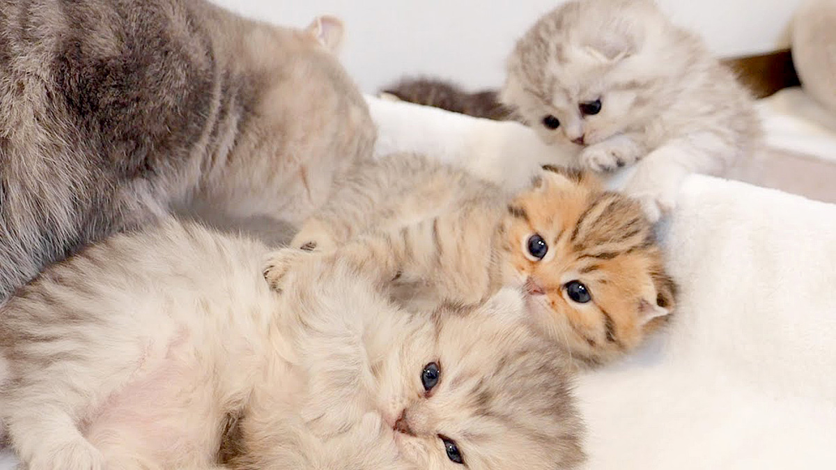 猫パンチ 短足猫「ぐぬぬ…届かにゃい」猫パンチを繰り出すけれど、悲しい結果に