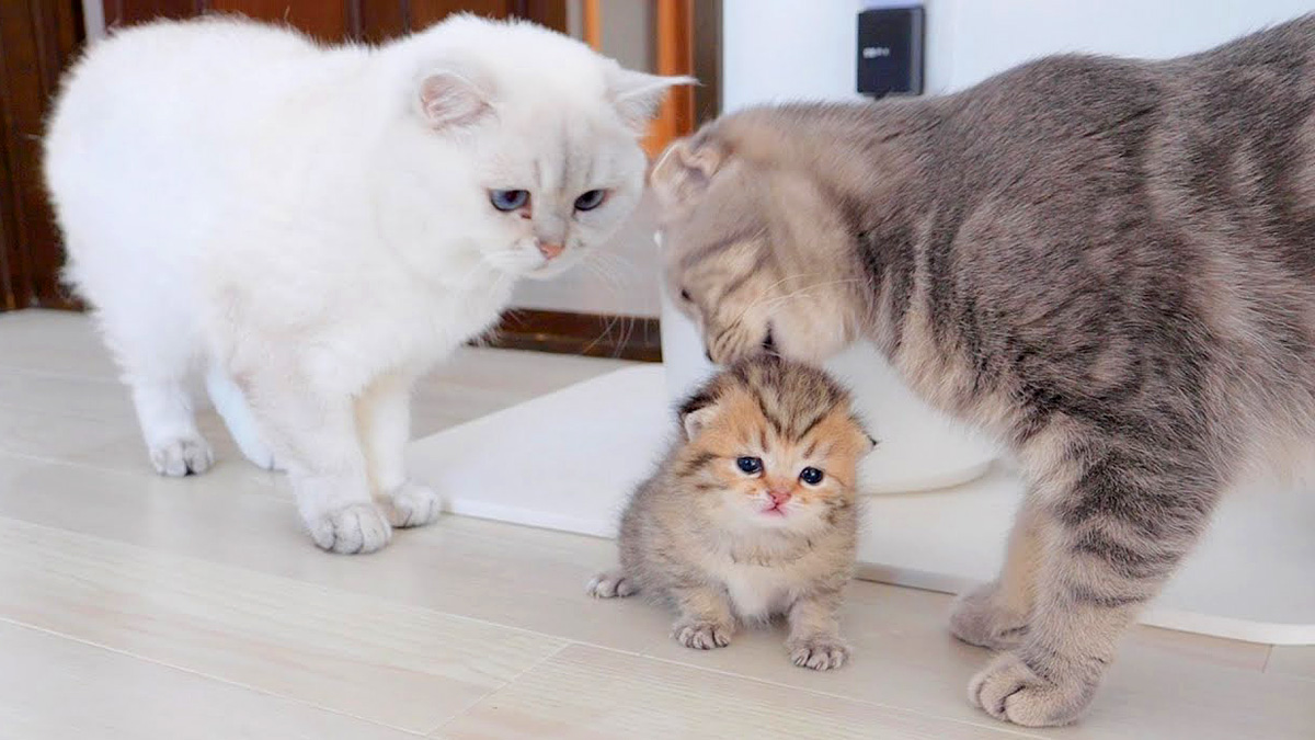 突然ママ猫に咥えられて、パパ猫の部屋に連れて行かれた時の子猫の反応