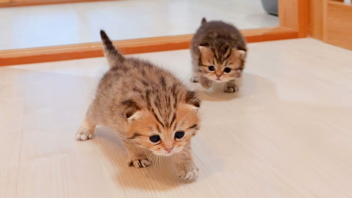 呼ぶと全力で走ってくる子猫の姿が可愛すぎて、思わず胸がキュンとする