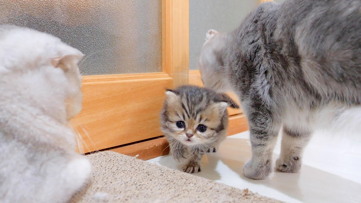 ママネコ様　まとめ4点 A former stray cat who wants to be pampered by his beloved
