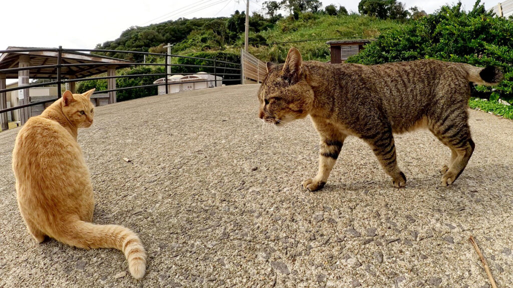 わんぱく過ぎる茶トラ猫が強面のボス猫にシメられる！ 人間の仲裁