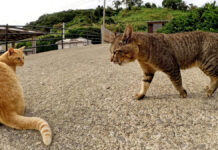 ボス猫にシメられる猫