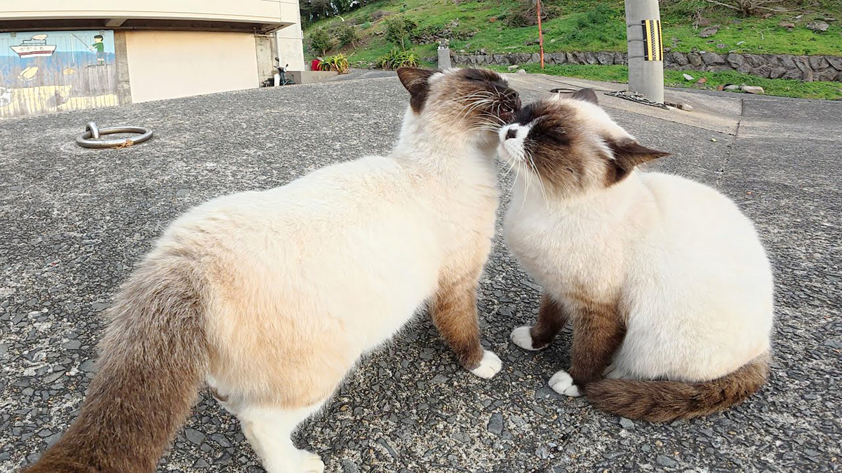 漁港で出会ったラブラブ過ぎるシャム猫達をモフモフすると可愛い反応が