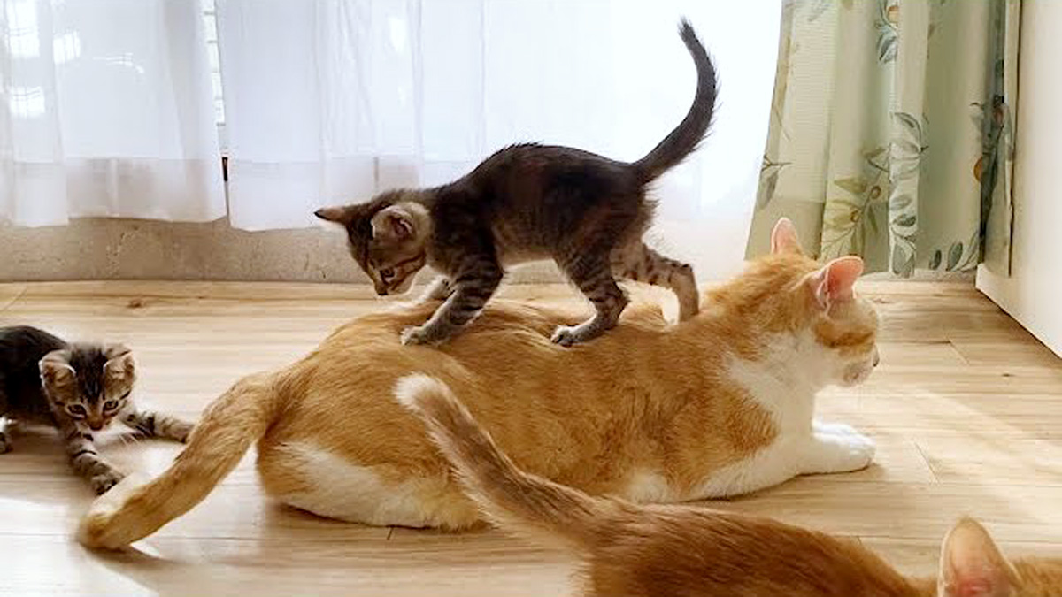 先住猫の上に乗る子猫