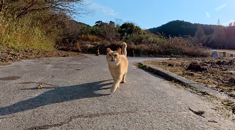 小走りで駆け寄ってくる猫