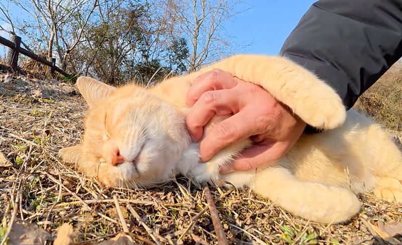 撫でられる猫