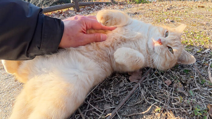 ヘソ天で撫でられる猫