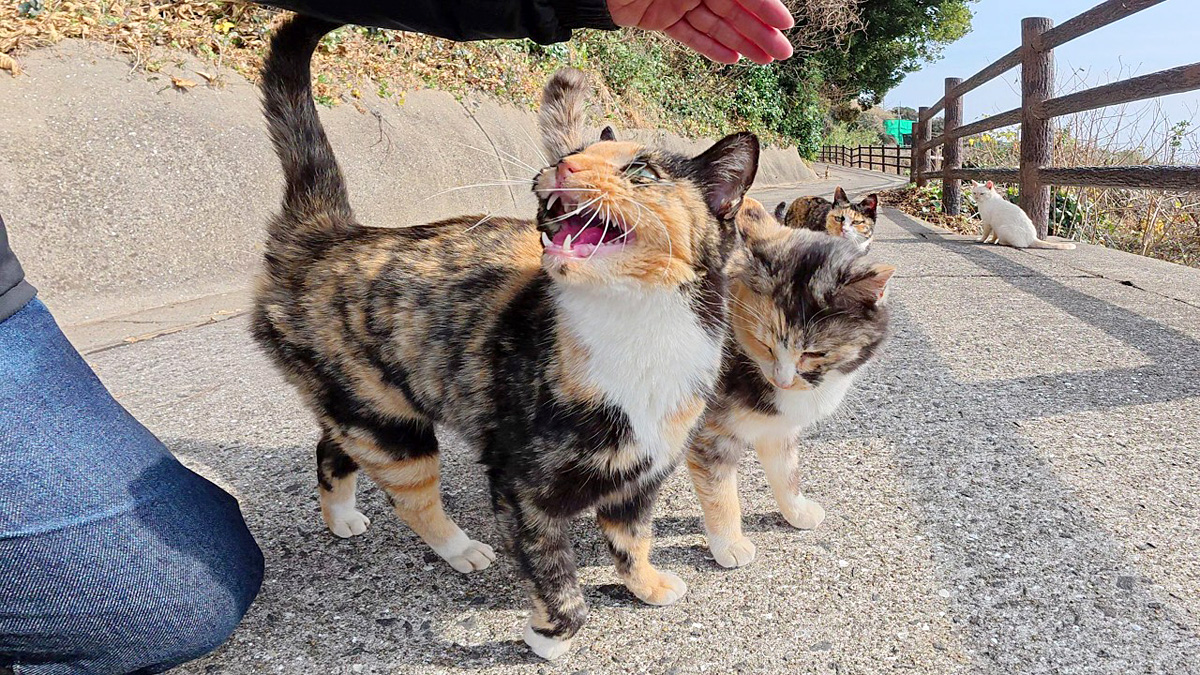 三毛猫様♡ありがとうございます♡ picnic_neko_title.jpg
