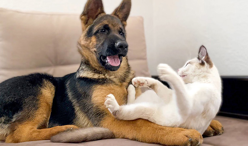 犬と子猫