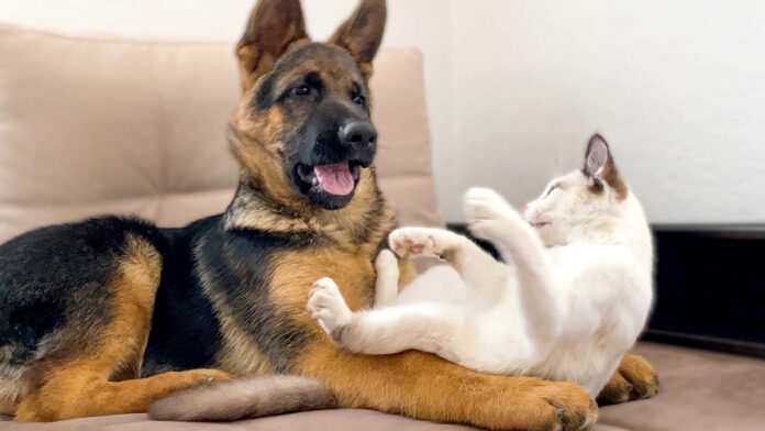 仲良しな犬と子猫