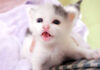 ママに登る子猫