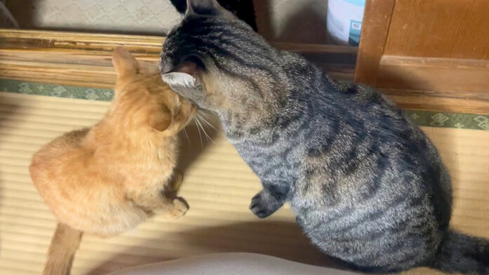 保護猫に優しく接する先住猫