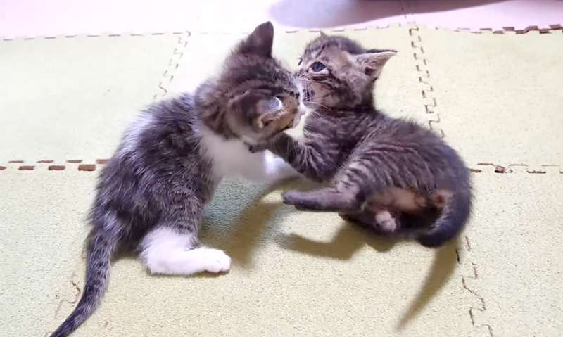 大はしゃぎする子猫達