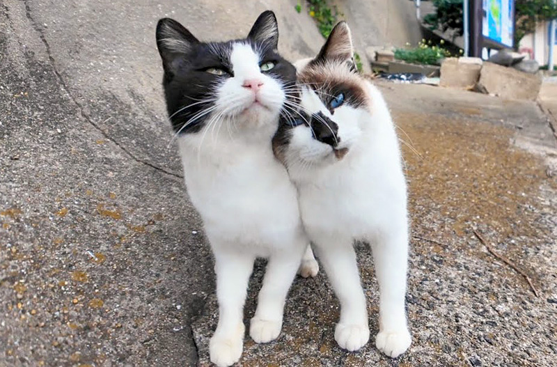 仲良しな猫