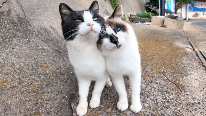 仲良しな猫
