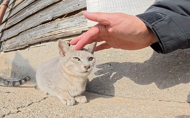 撫でられる子猫