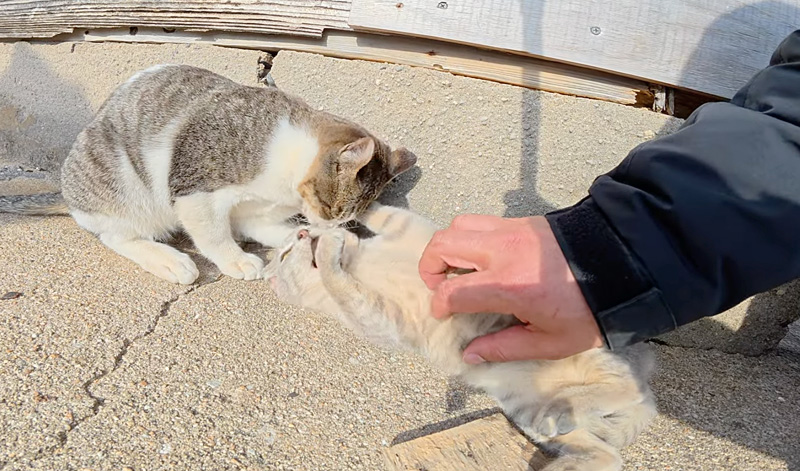 じゃれる子猫