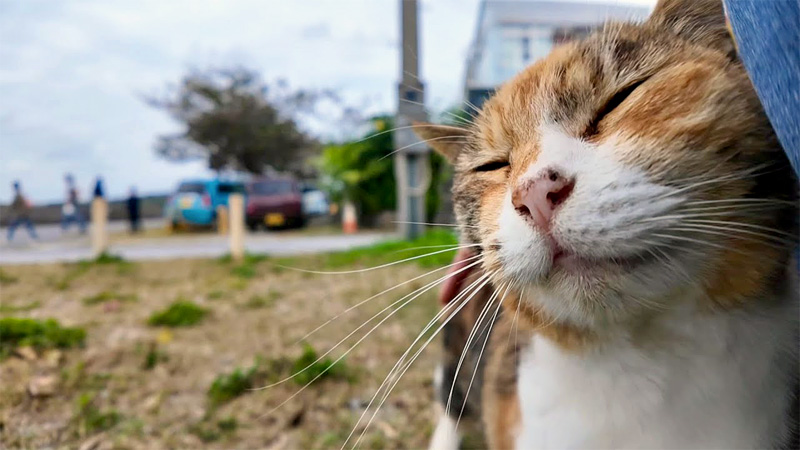 スリスリする猫
