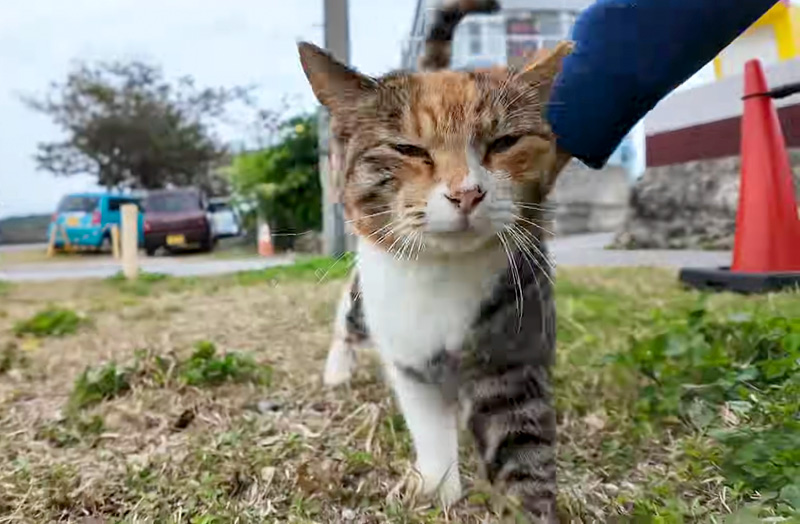撫でられる猫