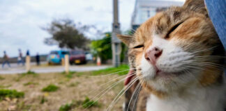 スリスリする猫