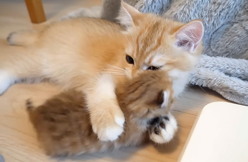 赤ちゃん猫を抱きしめる子猫