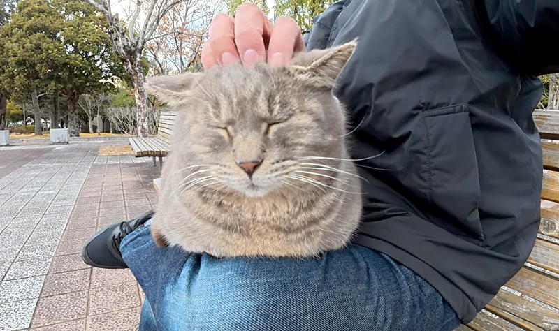 膝の上の猫