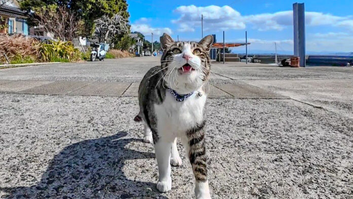 モフモフされにきた猫