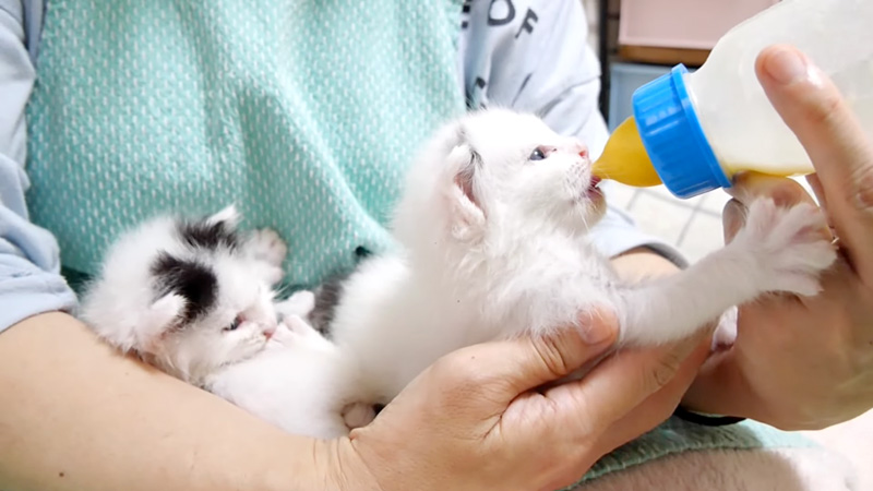 ミルクを飲む子猫