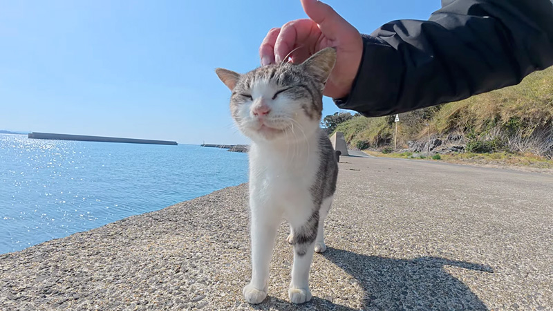 撫でられる猫