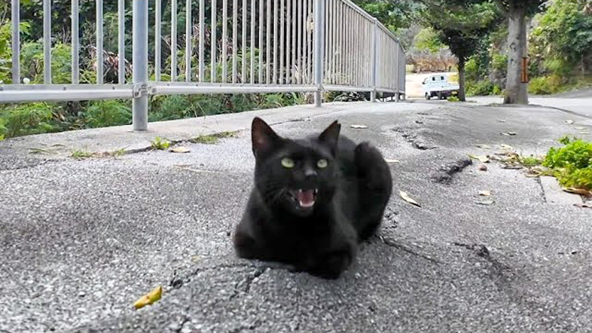 黒 猫 かわいい