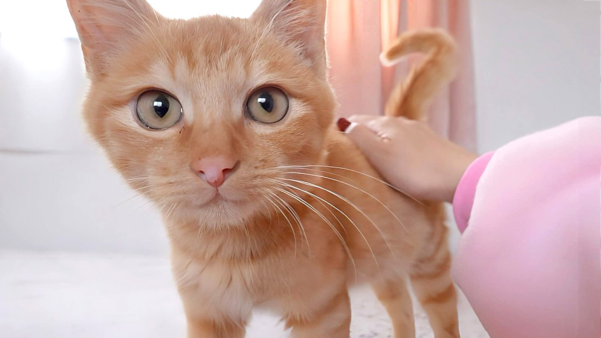 保護された子猫
