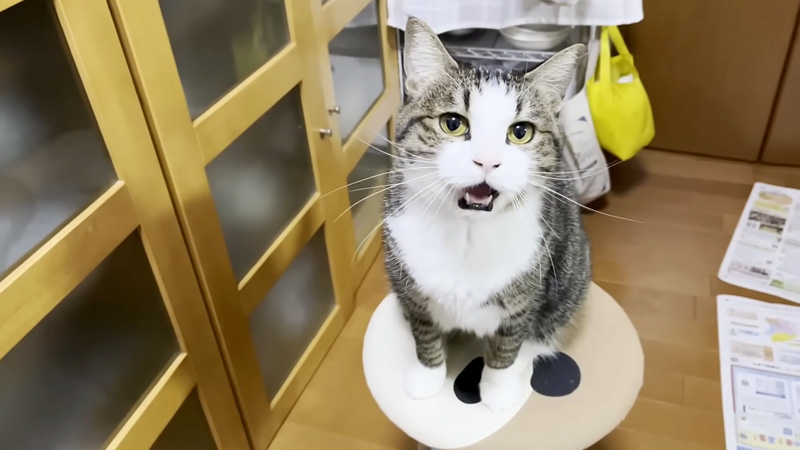 話しかけてくる猫