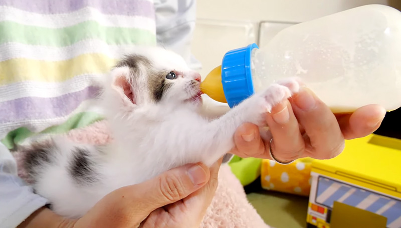 ミルクを飲む子猫