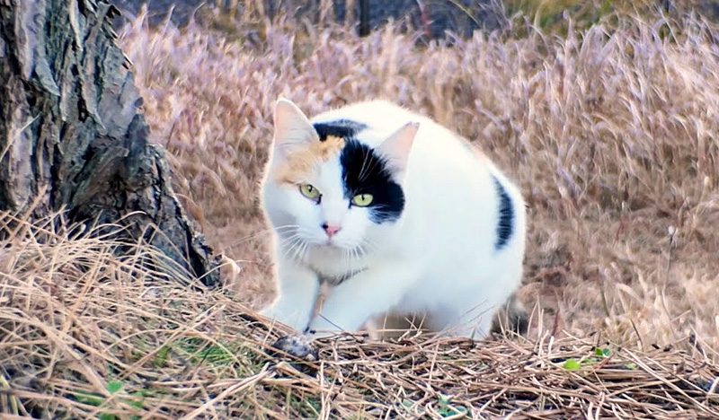 近づいて来た猫