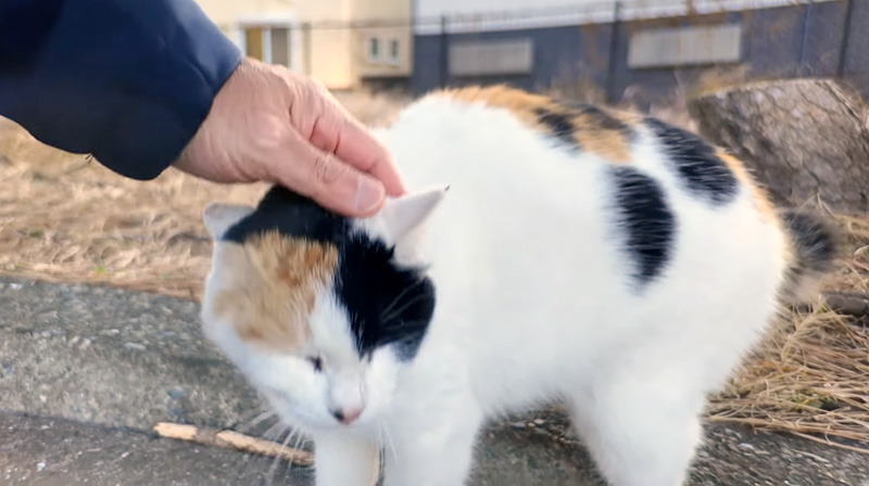 撫でられる猫