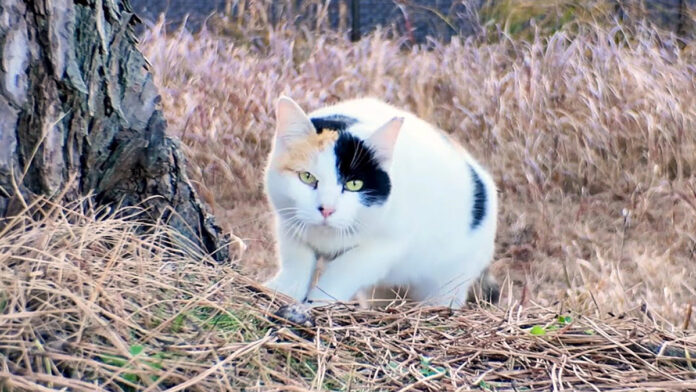 近づいて来た猫