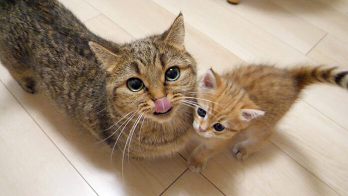 母猫にケンカを仕掛ける子猫