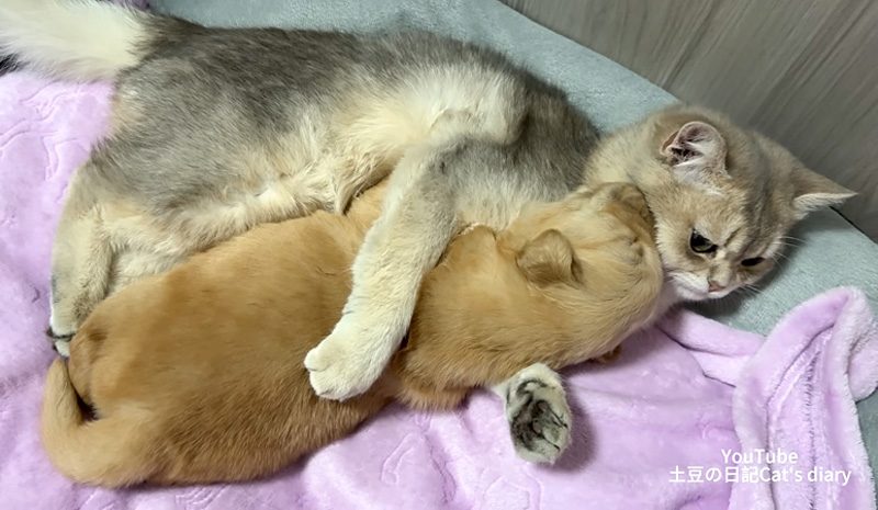 子犬を抱きしめる猫