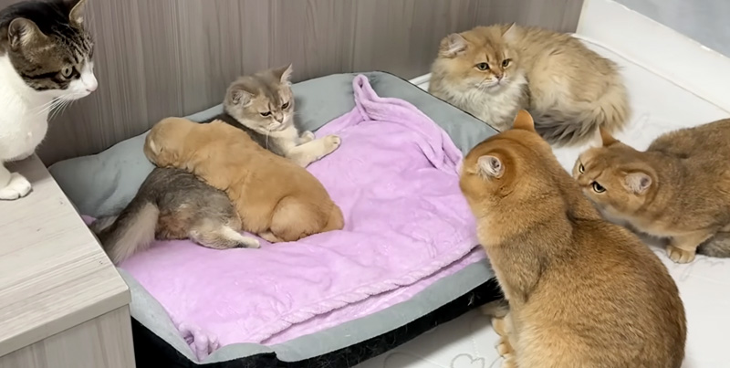 子犬を子守りする子猫