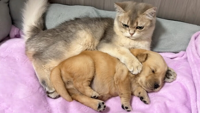 子犬を抱きしめる猫