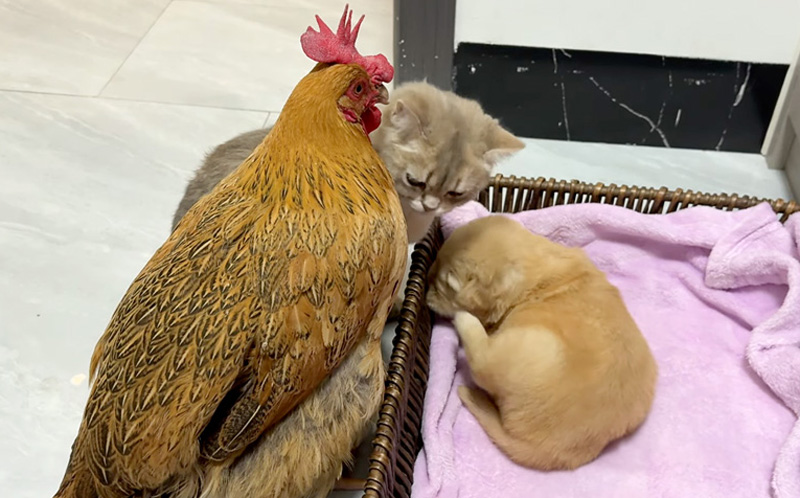 子犬を見守る子猫とニワトリ