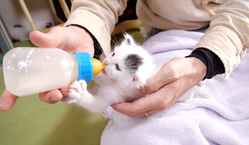 ミルクを飲む子猫