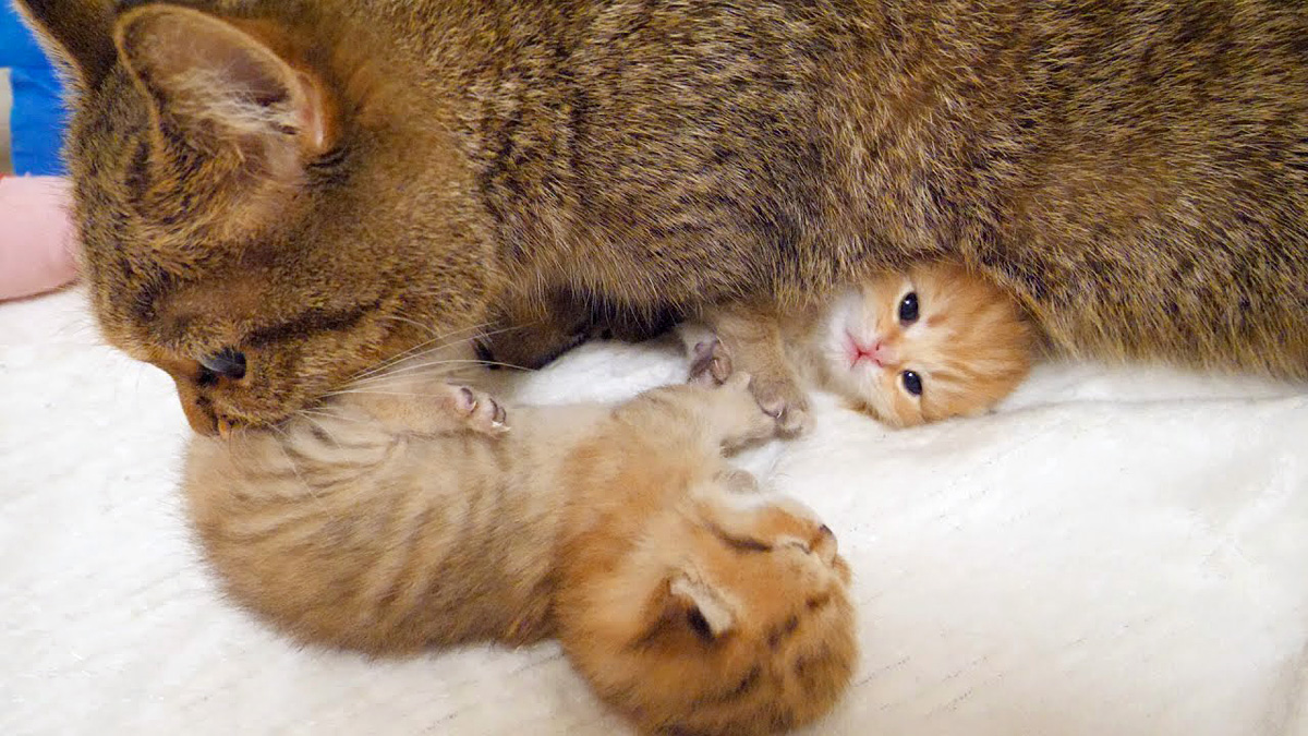 mamasitajiki_neko_title.jpg