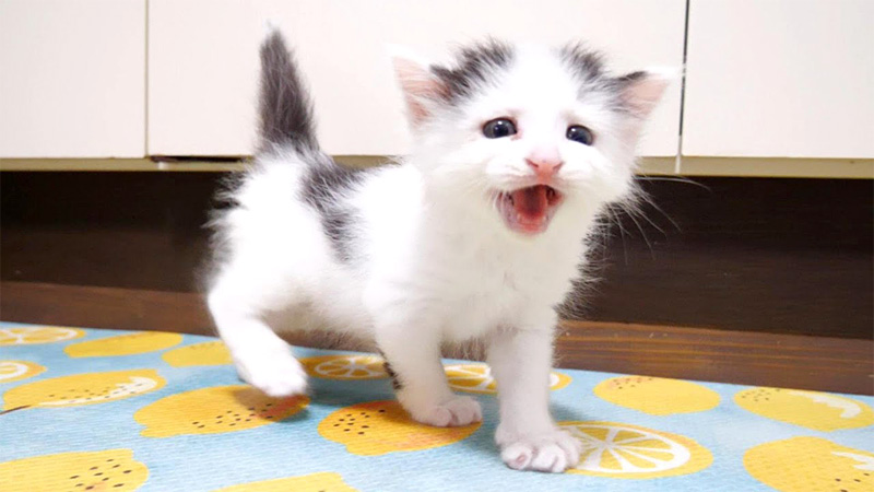 鳴く子猫