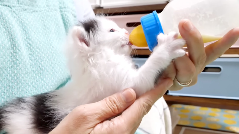 ミルクを飲む子猫