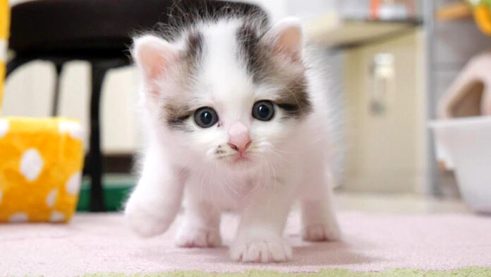 ミルクが飲みたい子猫