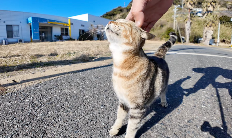 ナデナデされる猫